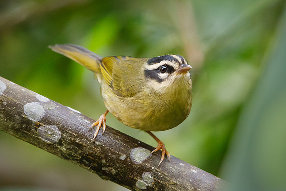 Three-striped Warbler