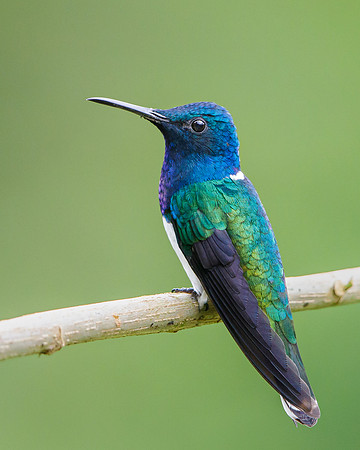 White-necked Jacobin