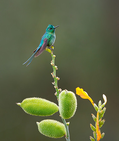 Long-tailed Sylph