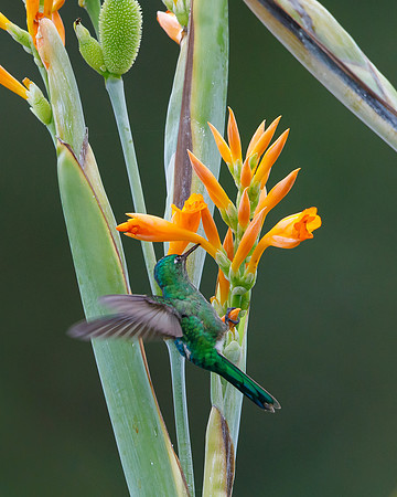Long-tailed Sylph