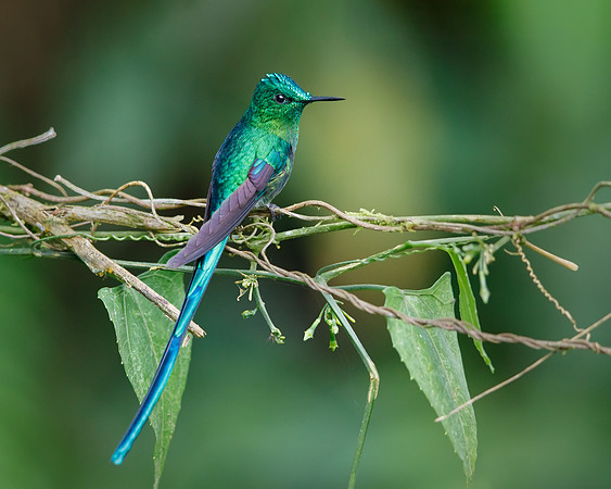 Long-tailed Sylph