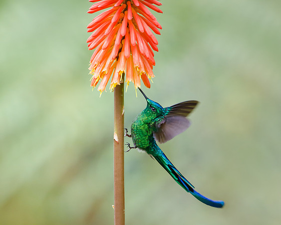 Long-tailed Sylph