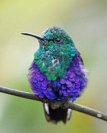 Crowned Woodnymph