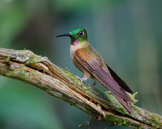 Fawn-breasted Brilliant