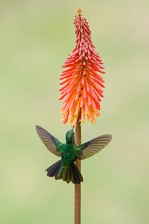 Tourmaline Sunangel