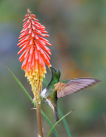 Buff-tailed Coronet