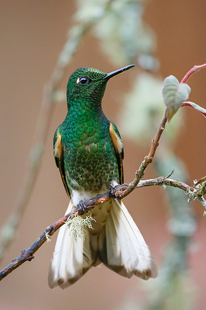 Buff-tailed Coronet