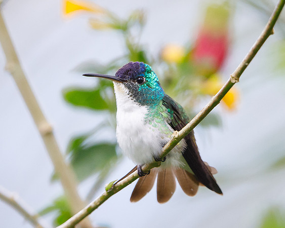 Andean Emerald
