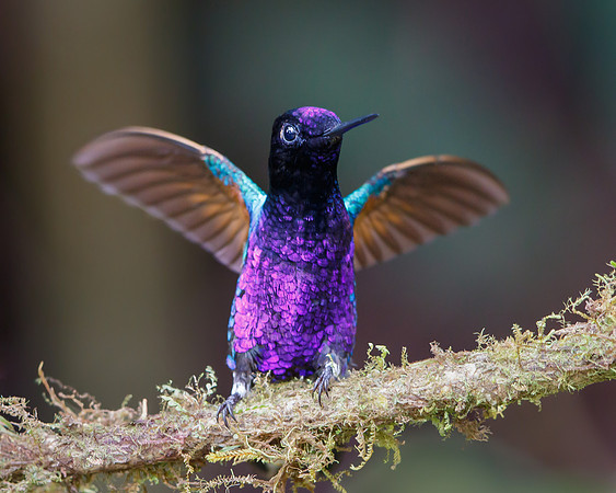 Velvet-purple Coronet