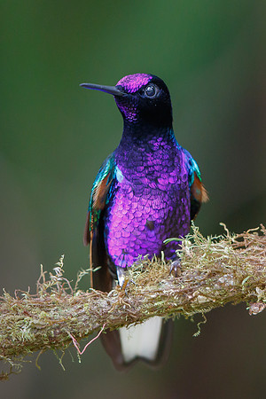 Velvet-purple Coronet