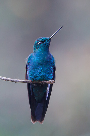 Great Sapphirewing