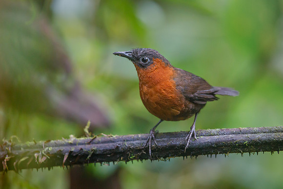 Chestnut-breasted Wren
