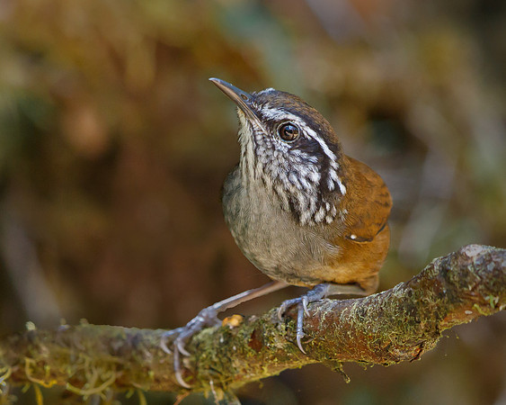 Munchique Wood-Wren
