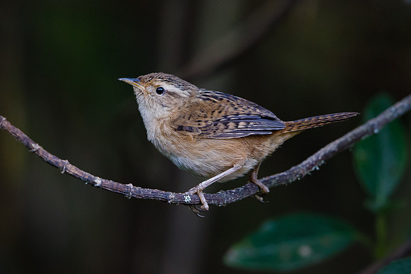 Mountain Wren