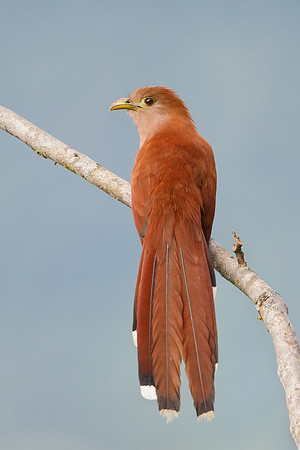 Squirrel Cuckoo