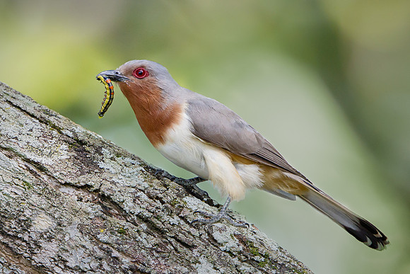 Dwarf Cuckoo