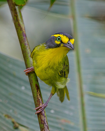 Slaty-capped Shrike-Vireo