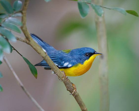 Tropical Parula