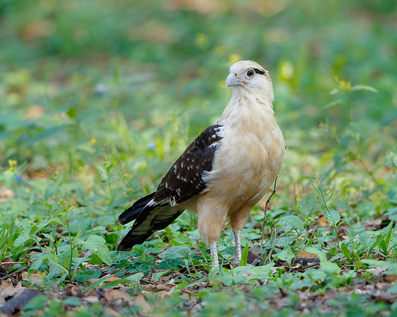 Yellow-headed Caracara