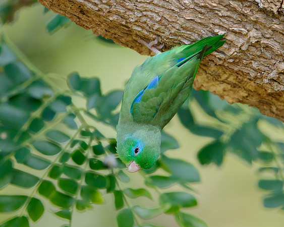 Spectacled Parrotlet