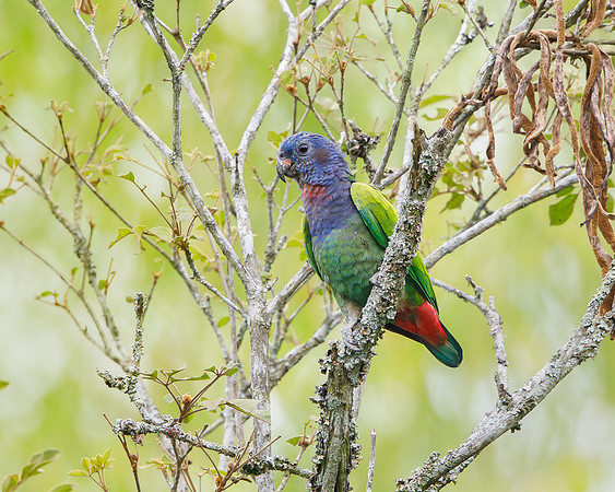 Blue-headed Parrot