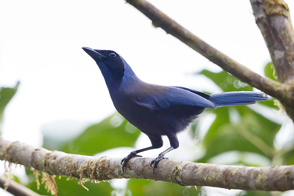 Beautiful Jay