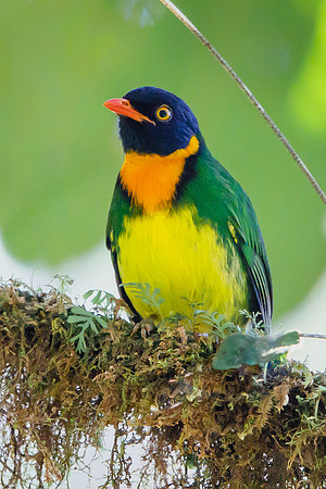 Orange-breasted Fruiteater