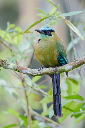 Andean Motmot