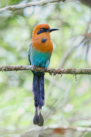 Broad-billed Motmot