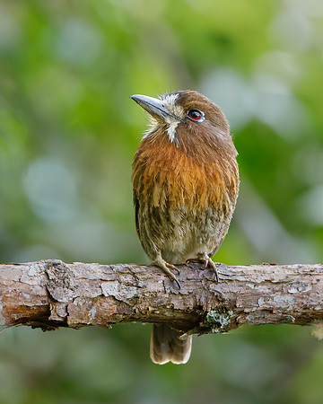Moustached Puffbird
