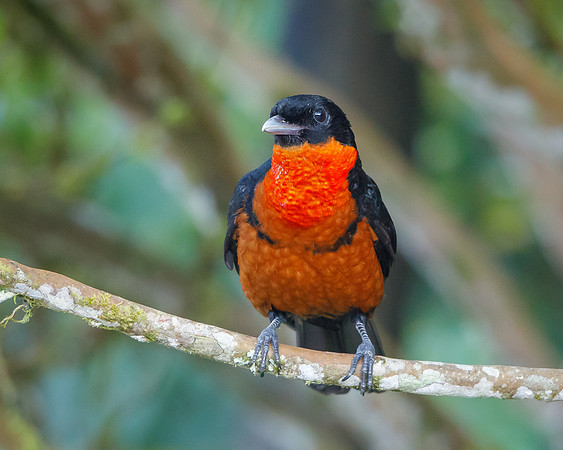Red-ruffed Fruitcrow