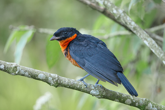 Red-ruffed Fruitcrow