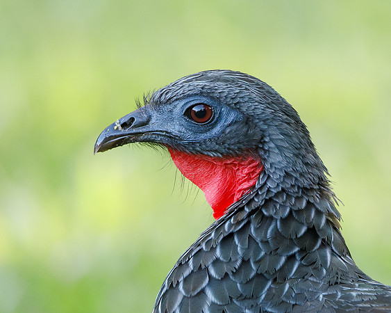 Cauca Guan