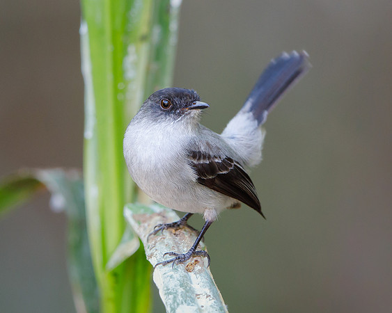Torrent Tyrannulet
