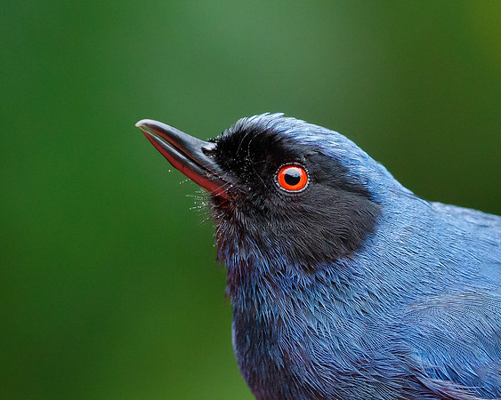 Masked Flowerpiercer