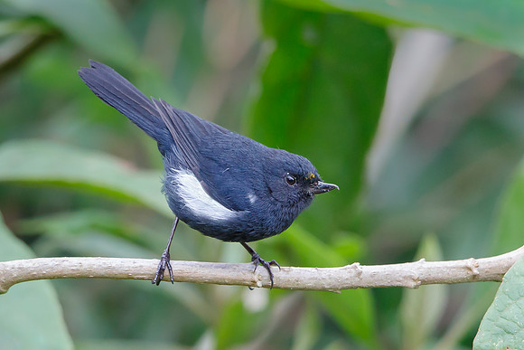 White-sided Flowerpiercer (male)