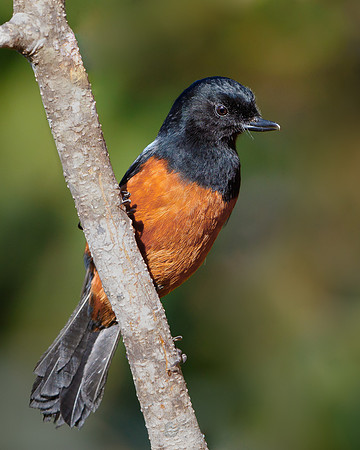 Chestnut-bellied Flowerpiercer
