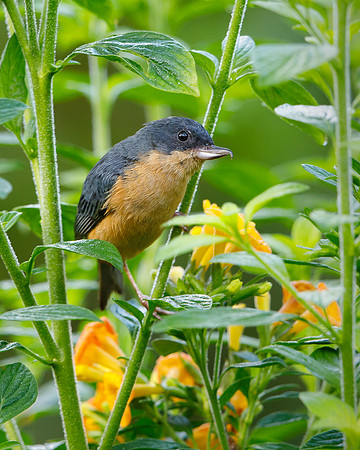 Rusty Flowerpiercer