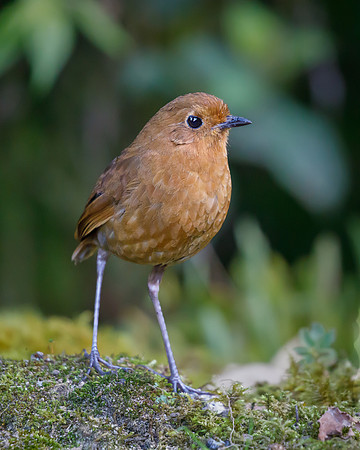 Rufous Antpitta