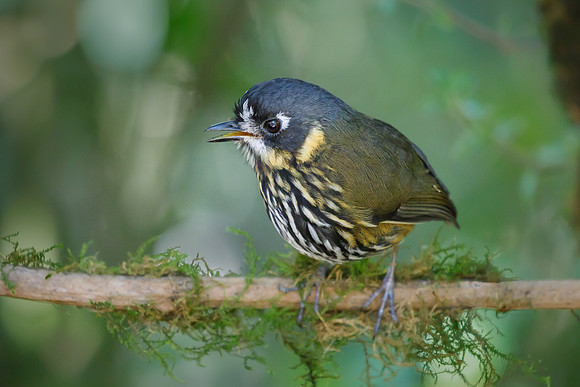 Crescent-faced Antpitta
