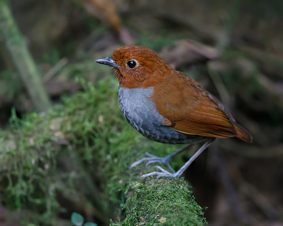 Bicolored Antpitta