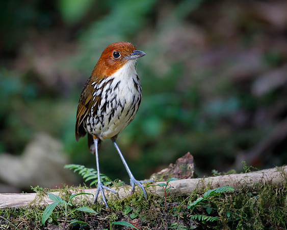 Chestnut-crowned Antpitta