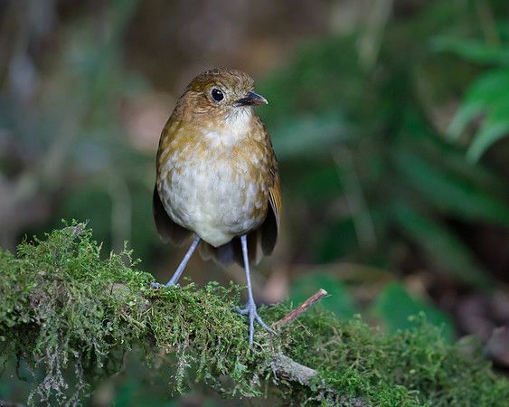 Brown-banded Antpitta