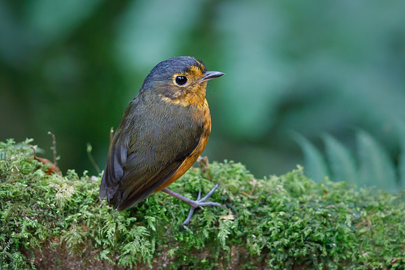 Slate-crowned Antpitta