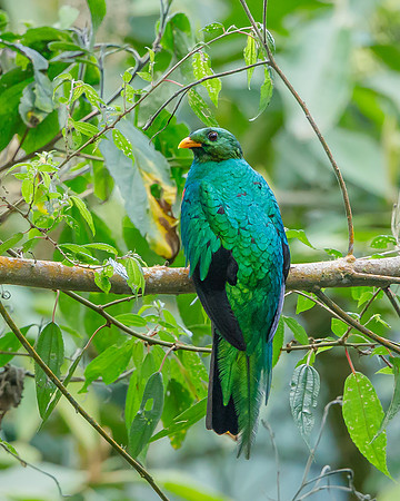 Golden-headed Quetzal
