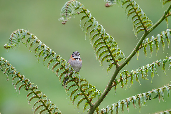 Rufous-collared Sparrow