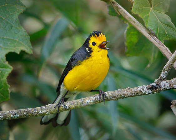 Golden-fronted Redstart