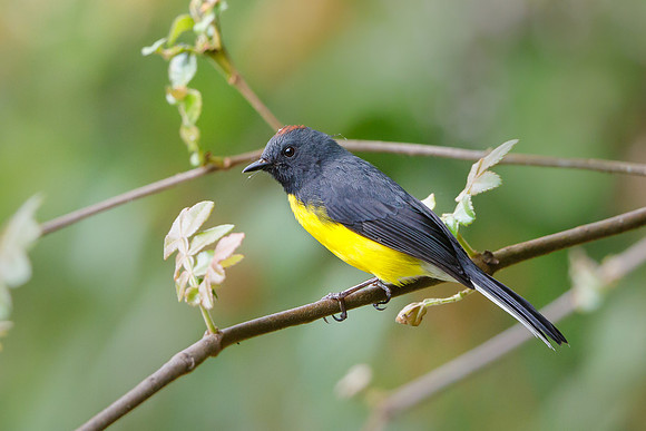 Slaty-throated Redstart