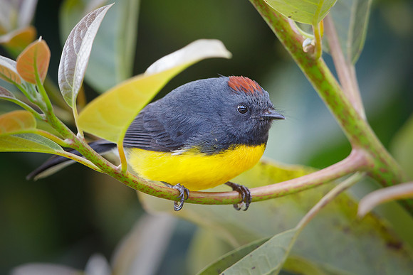 Slaty-throated Redstart