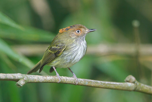 Scale-crested Pygmy-Tyrant